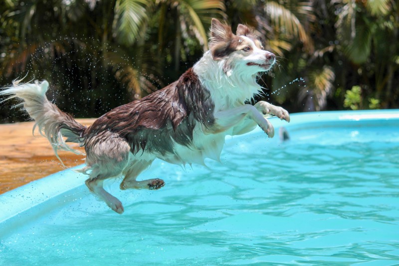Які собаки не вміють плавати