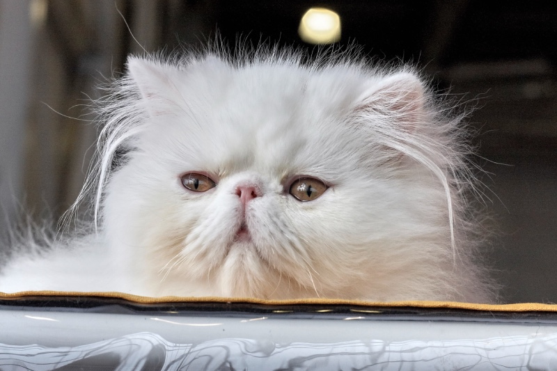Скільки живуть перські коти