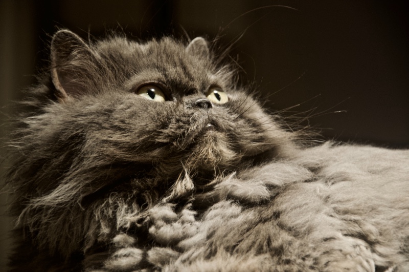 Скільки років живе Гімалайська кішка