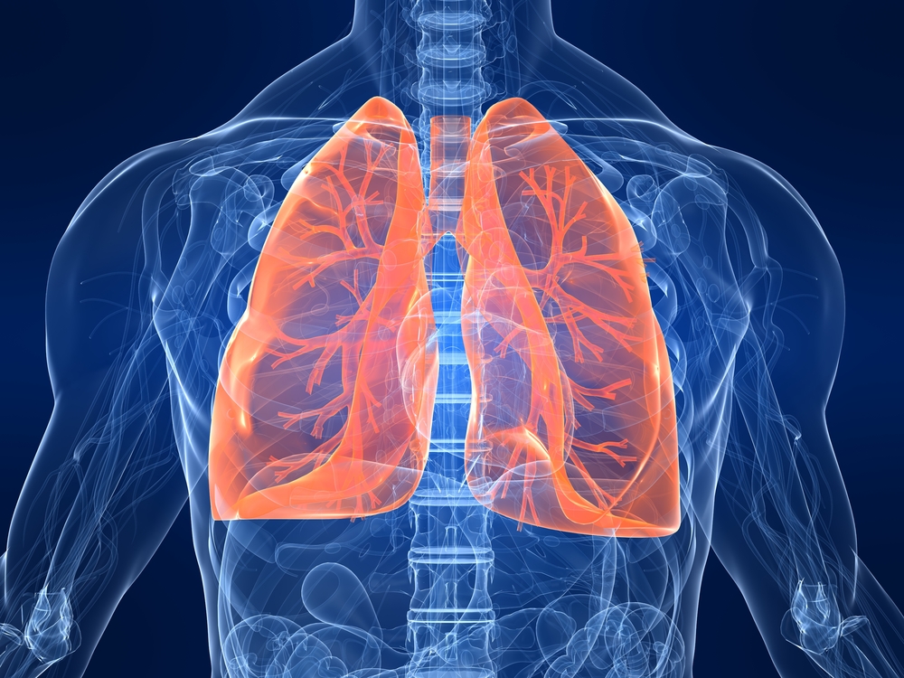 Бронхи та легені: в чому різниця