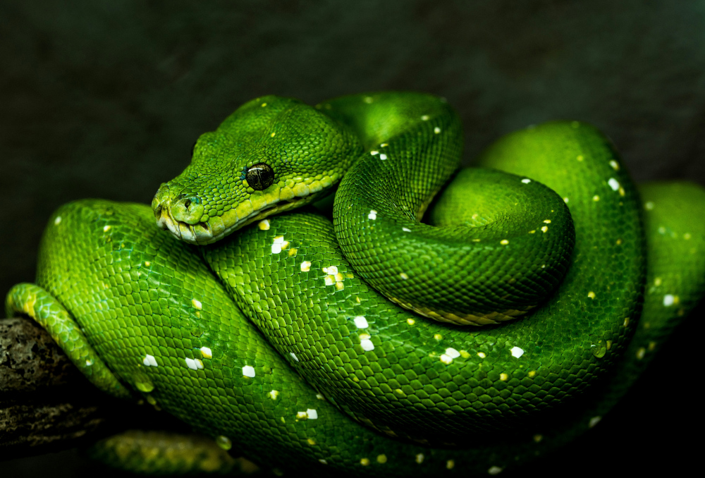 4 отруйні змії України: що робити якщо вкусила змія?