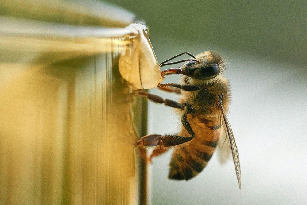 Як бджоли роблять мед і навіщо це роблять