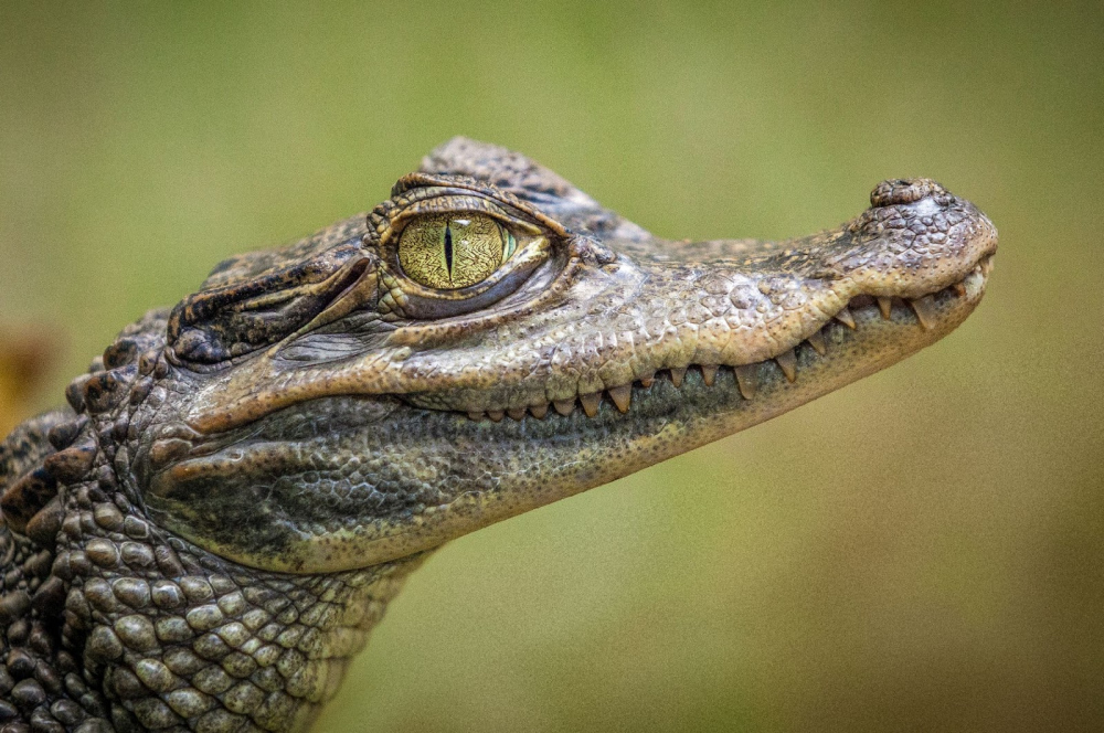 Алігатор чи крокодил: в чому різниця?