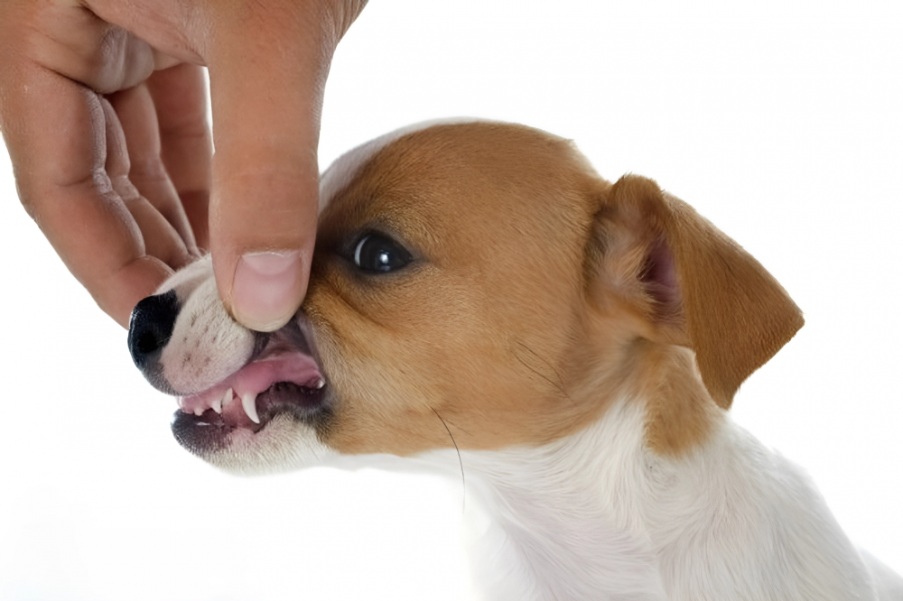 Коли випадають молочні зуби у собак