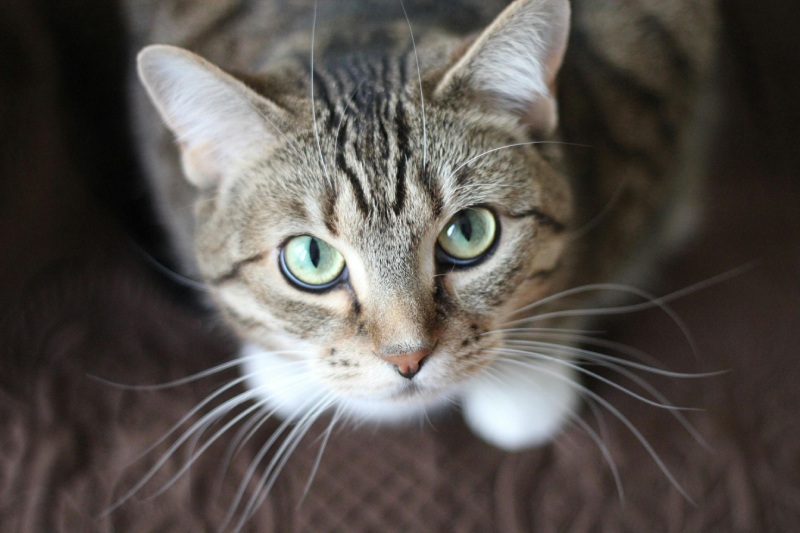 Ветеринарні препарати для кошенят: ефективність і безпека