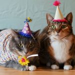 День рождения кота: как провести и что подарить?