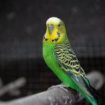 Якого папугу подарувати дитині