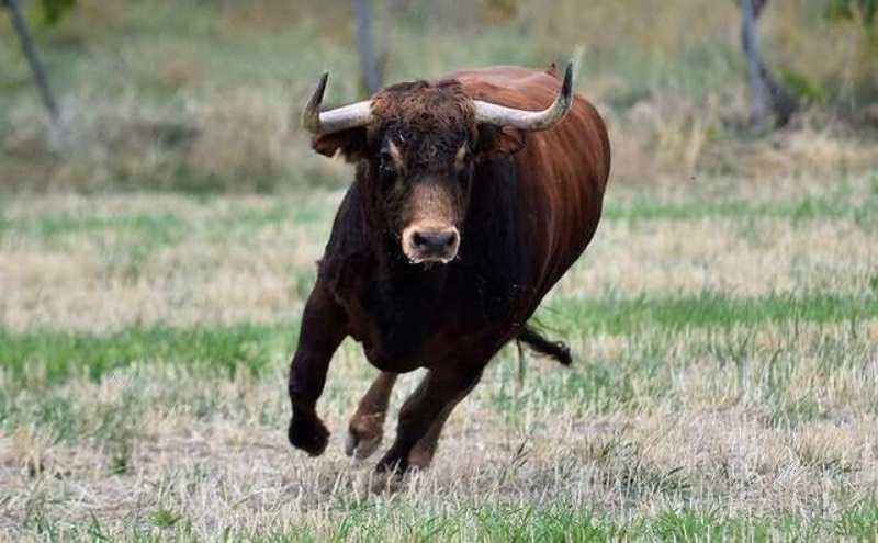 Як можна назвати бичка: 50 варіантів кличок