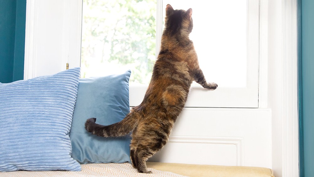 Що робити, якщо кіт не ходить у лоток