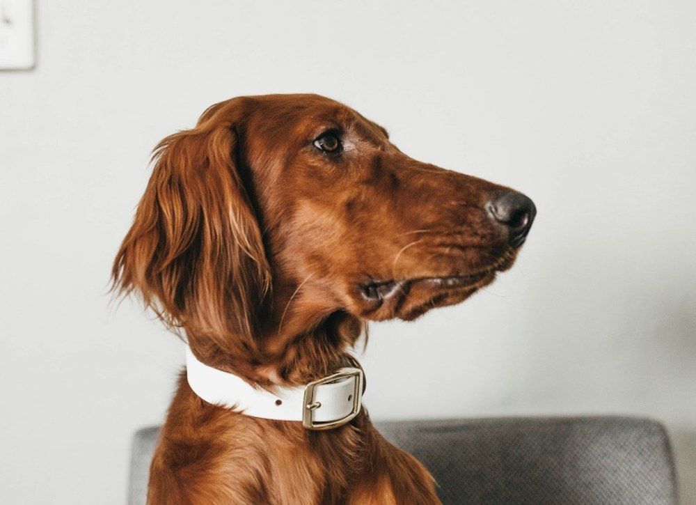 Стильні варіанти нашийників для малих порід собак – ідеї дизайну та тренди