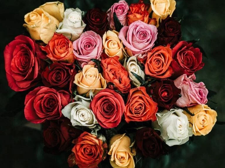 Купить розы – секреты выбора и ухода за цветами