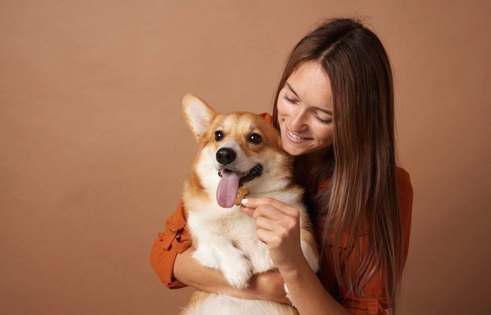 Блискуча шерсть за 21 день – як харчування впливає на зовнішній вигляд собаки