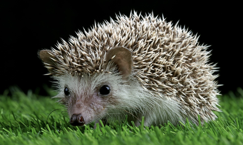 Що їсть їжак у природі і чим його можна годувати вдома